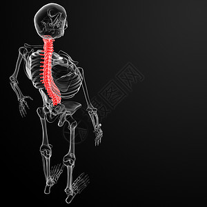 人类脊椎剧痛髓质骶骨腰椎药品涡流尾骨解剖学颈椎专栏图片