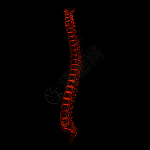 人类脊椎风湿病骨干椎骨盘子胸部髂骨骨骼背痛骨头身体图片