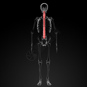 人类脊椎生物学配置视图文件胸椎药品骨骼尾骨解剖学髓质图片