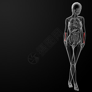 半圆骨药品半径骨骼身体电脑科学白色医疗手臂图片