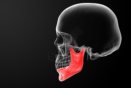 下巴骨头药品艺术生物学黑色生活下颌白色教育身体骨骼图片