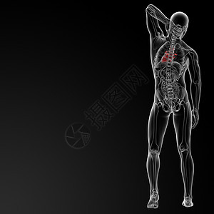 人类的心脏心脏病学飞行攻击测试脉冲活力男人骨头图表细胞图片
