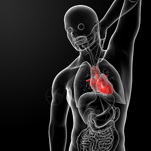 人类的心脏流动生物学小路有氧运动男性男人活力药品科学x光图片