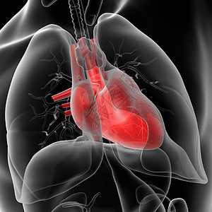 人类的心脏颅骨脉冲小路流动药品活力有氧运动骨骼考试蓝色图片