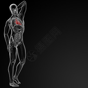 人类的心脏骨骼心脏病学图表动脉脊柱船只x光流动男人生活图片