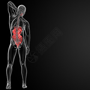 消化系统x光教育冒号胰腺黑色意义胆囊男性生物学科学图片