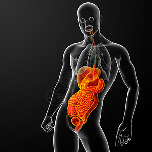人类消化系统肠胃胆囊原理图胰腺药品图表解剖学身体腹部图片