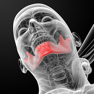 下巴骨头身体生活生物学牙齿颅骨下颌骨骼解剖学白色黑色图片