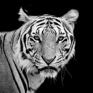 老虎 一个邦加虎的肖像猫科丛林动物虎头猎人动物园野猫黑色条纹侵略背景图片
