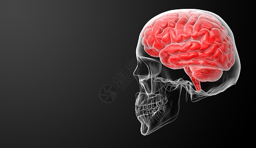 人脑X射线蓝色解剖学医院绿色插图智力扫描骨骼红色卫生图片