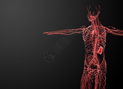 淋巴系统蒸汽节点癌症命令解剖学细胞医疗血管音乐器官图片