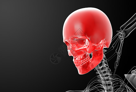 3d 头骨X光片射线药品牙齿骨骼放射科x光颚骨颧骨医疗黑色图片