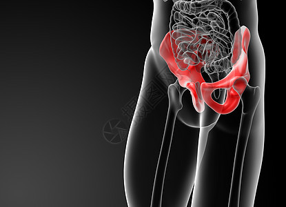 3d 表示插图骨盆骨男性女性皮肤坐骨女士胸骨身体手臂解剖学脊柱图片