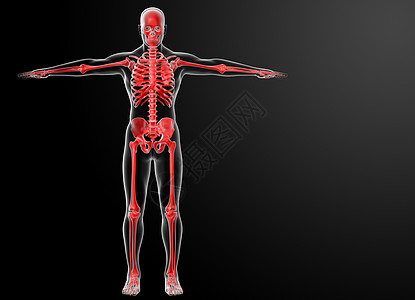 3D 骨架变形颅骨解剖学插图透明度药品骨科皮肤男性生物学痛苦图片