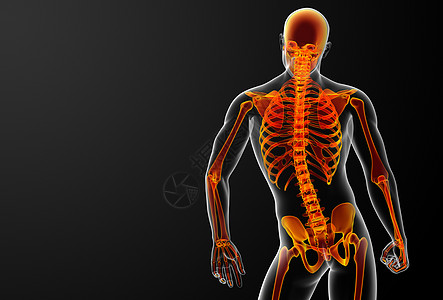 3D变红骨架痛苦生物学腹部药品骨科科学透明度姿势手臂颅骨图片