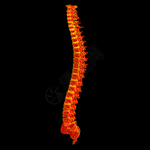 3d 变成红脊椎疾病病人疼痛椎骨脖子骨头药品诊所解剖学医疗图片