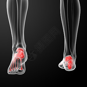 人体骨骼脚黑色灰色玻璃骨头胫骨身体插图腓骨生物学绿色图片