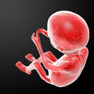 人类胎儿子宫胚胎腹部医疗科学生理生长婴儿身体渲染图片