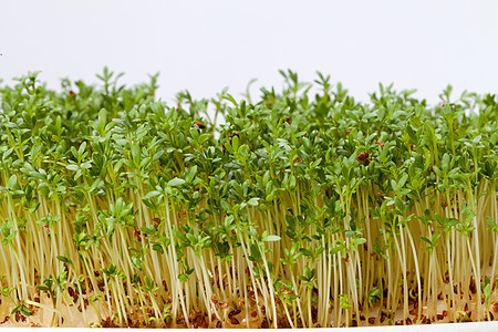 白色背景上孤立的紧固树苗饮食植物学沙拉食物叶子草本植物绿色植物蔬菜发芽图片