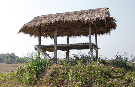 泰国小屋环境农村旅游草地农田房子生长热带食物粮食图片