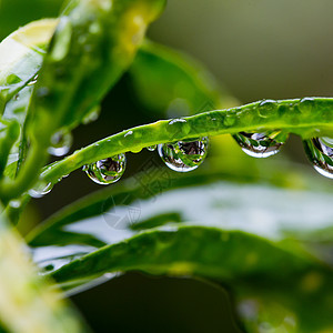 Dew 滴落特写草地植物生长露珠生活阳光环境保健雨滴气泡图片