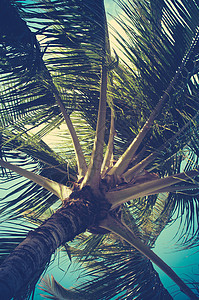 重新过滤的棕榈树细节图片
