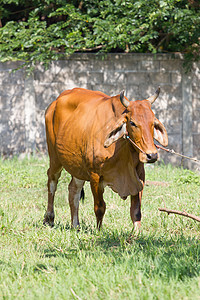 站在泰国田野中的奶牛图片