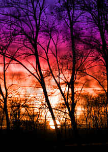 日落背景反射树枝日出紫色辉光墙纸天空阴影戏剧性橙子图片