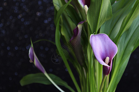 紫色百合花布植物学生长树叶雄蕊花瓣植物背景植物群柱头花束图片
