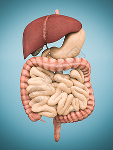 消化系统模型腹部肠胃蓝色图表胆囊药品身体胰腺医疗解剖学背景图片