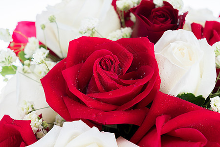红玫瑰和白玫瑰 彼此排列花瓶红色美丽白色花朵花瓣植物玫瑰花店区系图片