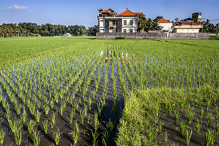 稻米种植工人生活种植园食物劳动工作农业生长农田稻草图片