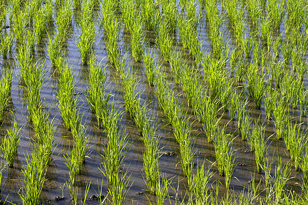 稻米种植农业稻田传统农村植物文化收成阳台国家种植园图片