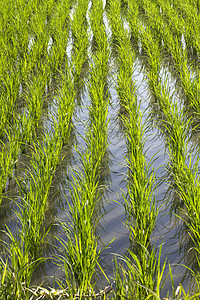 稻米种植劳动阳台稻草农民农业植物农田传统工作收成图片