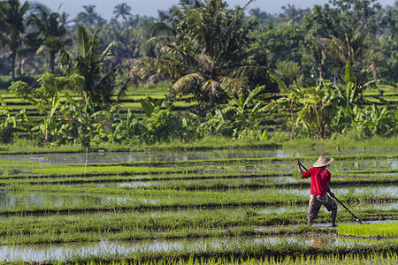 稻米种植工作农民食物国家种植园热带传统文化粮食收成图片