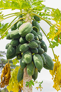 树上有很多木瓜与阳光比对水果环境蔬菜果园农民饮食营养叶子树梢农场图片