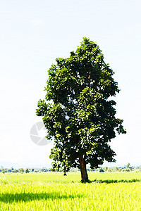 稻田 树和苍蓝的蓝天孤独橡木木头力量绘画场地树干濒危环境草地背景图片