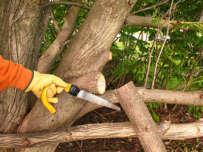 谨慎工作植物园艺医生剪刀工人树木生长花园木头图片