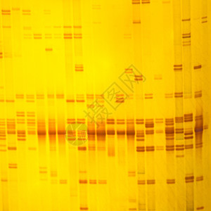 植物DNA指纹生物药品卫生细胞电泳技术遗传科学生长医疗图片