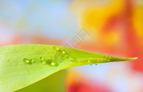 绿草上的水滴反射露珠植物生活天气草地液体宏观圆圈环境图片
