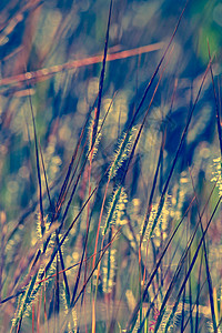 异血激质锥虫草种稗科植物科热带缠结生草丛异形图片