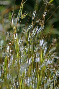 异血激质锥虫草种缠结植物科热带异形稗科生草丛图片