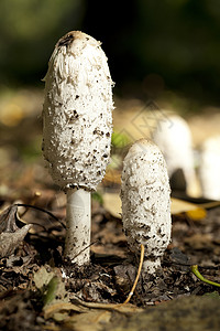 科克里纳斯昏迷白色蔬菜植物土壤蘑菇叶子食物宏观图片