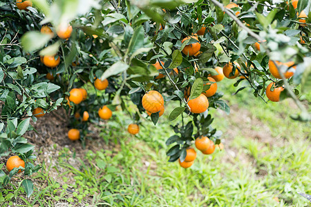 橙色农场的植物和水果紫色女孩孩子橙子食物果园季节花园微笑绿色图片