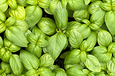 Basil 工厂食物草本植物花园美食香料生长植物草药生产厨房图片