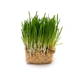绿色新小麦苗草地小麦生活环境场地植物学生长叶子地面土壤图片