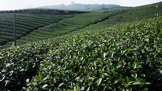 高地的茶叶种植热带蓝色栽培场景环境天空农田植物群场地森林图片