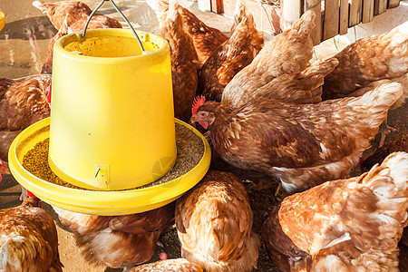 在鸡舍农场喂养母鸡或鸡群图片
