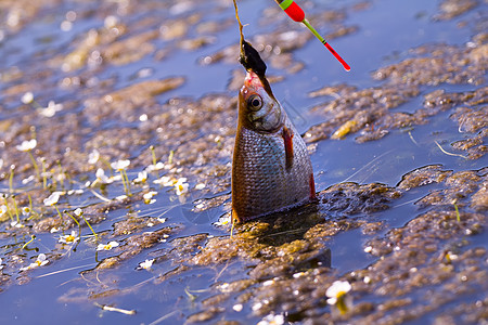 活性鱼苗钓竿食物运动爱好营养白鱼野生动物渔业河岸闲暇淡水图片