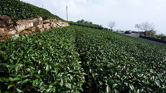 高地的茶叶种植爬坡森林蓝色栽培阳台土地生长场地植物财产图片